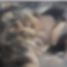 A Comprehensive Examination of Omega-3 Eicosapentaenoic Acid Introduction