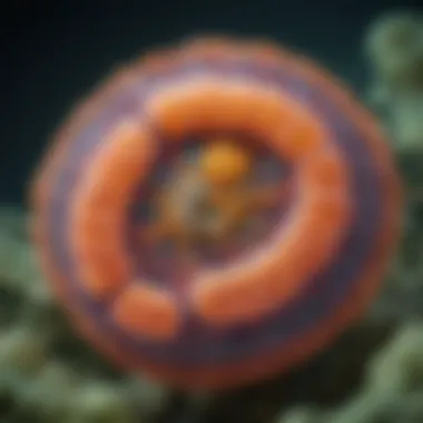 Mitochondria: Powerhouses of the Cell Diagram illustrating the functions of mitochondria