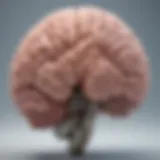 Detailed illustration of brain anatomy highlighting major structures