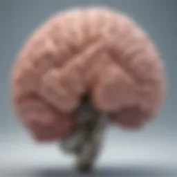 Detailed illustration of brain anatomy highlighting major structures