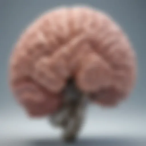 Detailed illustration of brain anatomy highlighting major structures