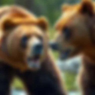 A side-by-side comparison of grizzly and brown bears emphasizing size and color differences.