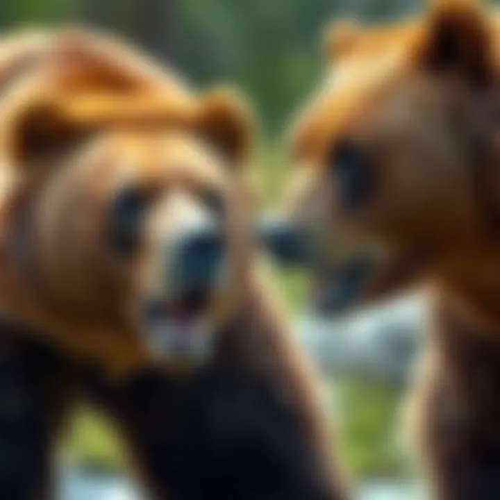 A side-by-side comparison of grizzly and brown bears emphasizing size and color differences.