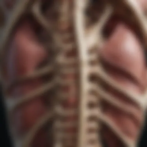 Anatomical depiction of rib bones affected by cancer