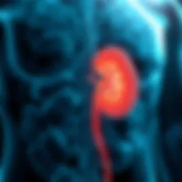 A diagram illustrating kidney function in diabetic patients