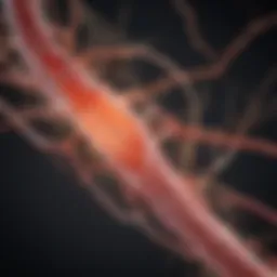 Illustration of nerve pathways affected by diabetic neuropathy