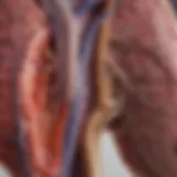 An anatomical diagram illustrating the structure of healthy kidneys versus those affected by chronic kidney failure.