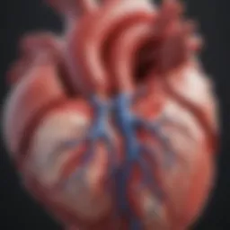 Anatomical illustration of the heart highlighting left-sided heart failure