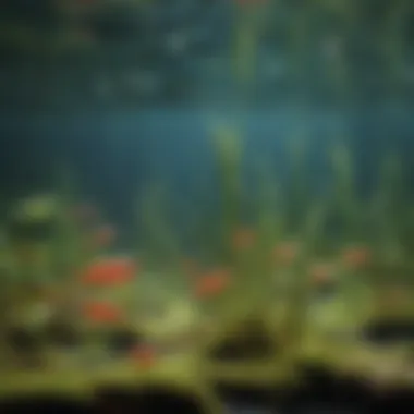 Healthy Aquatic Ecosystem Sustained by Copepods A vibrant aquatic environment demonstrating the impact of healthy copepod populations.