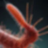 A close-up view of a copepod under a microscope, showcasing its intricate anatomy.