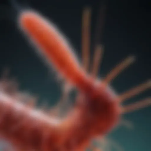 A close-up view of a copepod under a microscope, showcasing its intricate anatomy.