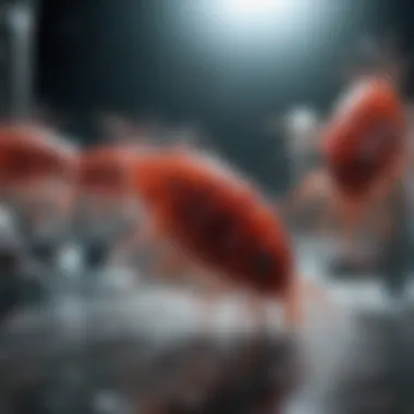 Components of a Copepod Breeding Kit An overview of a copepod breeding kit, highlighting its various components.