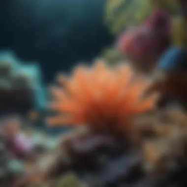 Vibrant coral reefs showcasing biodiversity