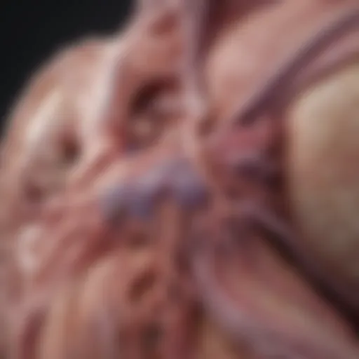 Illustration depicting pancreatic anatomy and cancer sites