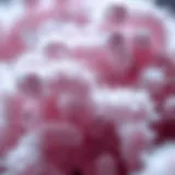 Detailed illustration of E. coli strains