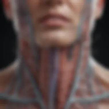 Anatomy of Esophageal Webs Anatomical illustration of the esophagus highlighting areas affected by webs