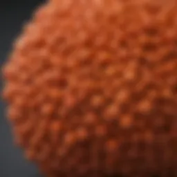 Close-up view of Eutrema japonicum seeds showcasing their unique texture and coloration.