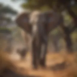 Majestic African elephant in its natural habitat