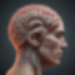 Illustration of a brain highlighting migraine pathways