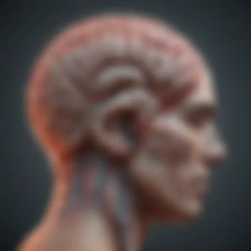 Illustration of a brain highlighting migraine pathways