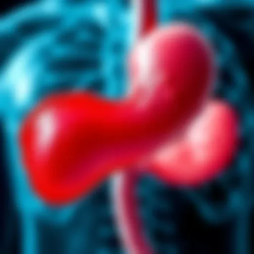 Anatomy of the Head of Pancreas Detailed anatomical illustration of the pancreas highlighting the head region