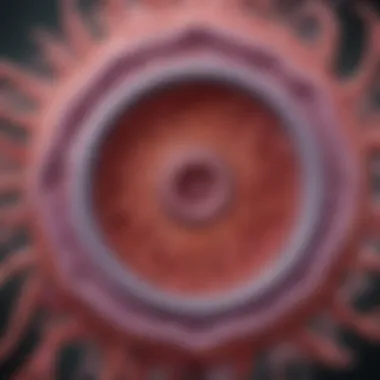 Diagram illustrating the potential applications of HUCMSCs in regenerative medicine