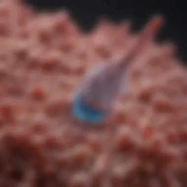 Exploring Invitrogen Secondary Antibody Alexa 488: Applications and Insights Summary