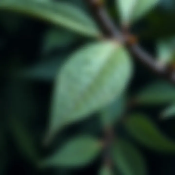 Future implications of Olea europaea leaf extract studies