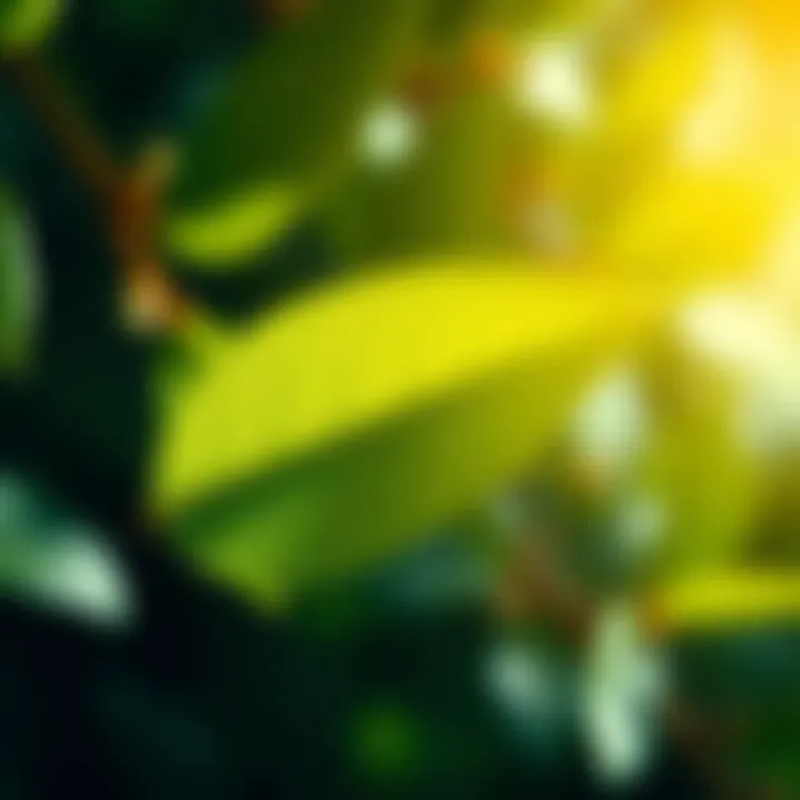 Health benefits associated with Olea europaea extract