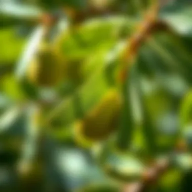 Applications of Olea europaea in medicinal research