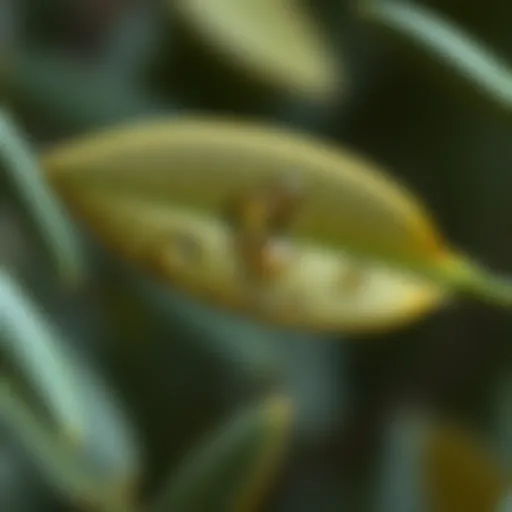 Phytochemical composition of Olea europaea leaf extract