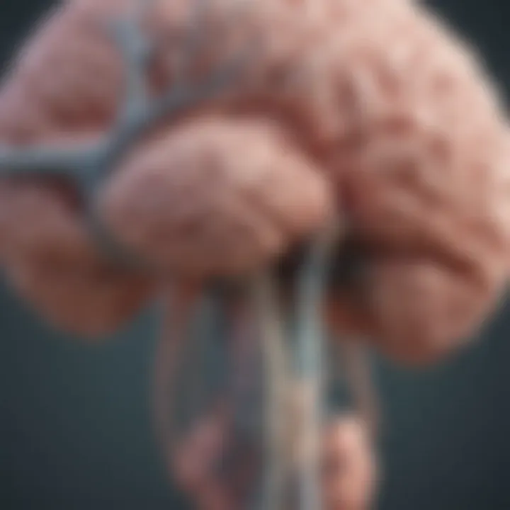 Illustration of the brain highlighting neurological pathways involved in Rest Leg Syndrome.