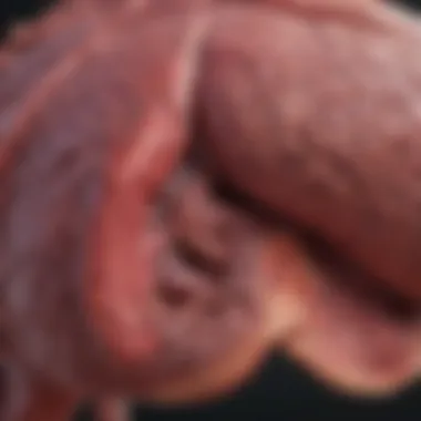 Physiological Roles of Liver Tissue Diagram showcasing liver functions
