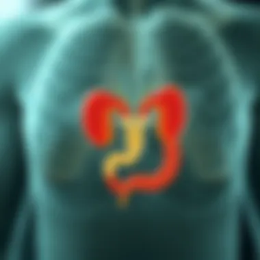 Diagram showing the mechanisms of vesicoureteral reflux in adults