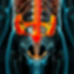 Illustration depicting the urinary system highlighting vesicoureteral reflux