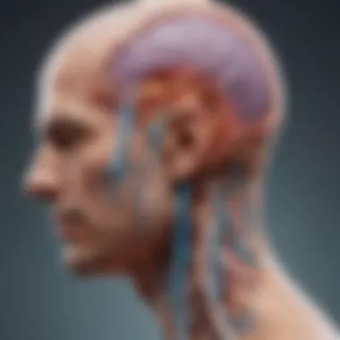 Illustration of neurological pathways affected by hemiplegic migraine