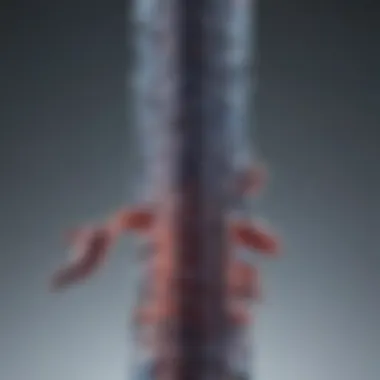 Anatomy of Telomeres Detailed illustration of telomere structure