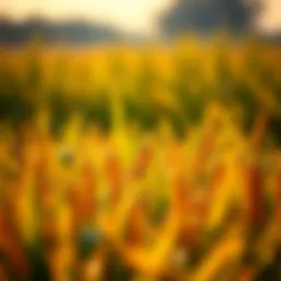 A close-up view of vibrant genetically modified crops in a field