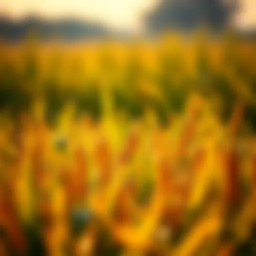 A close-up view of vibrant genetically modified crops in a field