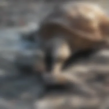 Majestic Giant Tortoise Basking A majestic giant tortoise basking in the sun on a rocky shore