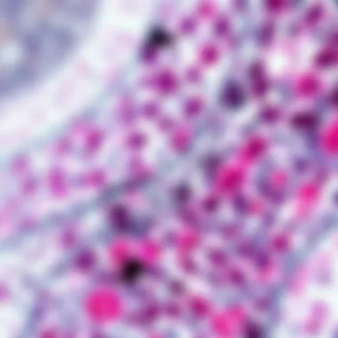Versatile Applications of IHC in Biology Graphical representation of IHC applications in various biological fields