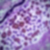 Microscopic view of tissue section stained using IHC techniques