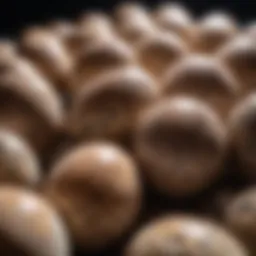 Close-up of ball python eggs incubating