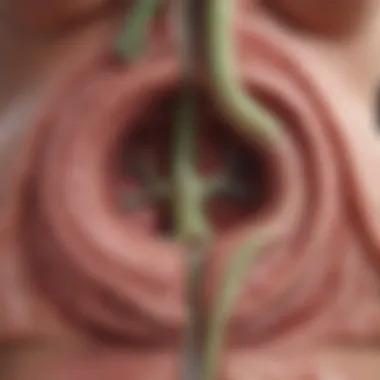 Functions of the Intrahepatic Bile Duct Illustration showcasing the physiological functions of the intrahepatic bile duct