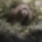 Close-up of Mazuri leaf-eater primate foraging for leaves