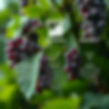 Health Benefits Associated with Resveratrol Graphical representation of health benefits associated with resveratrol consumption