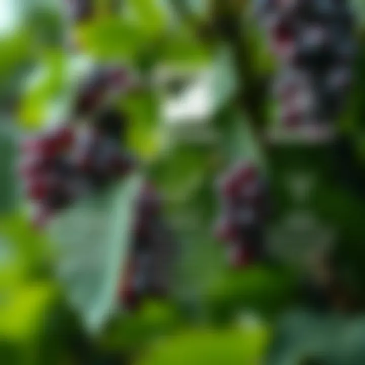 Health Benefits Associated with Resveratrol Graphical representation of health benefits associated with resveratrol consumption