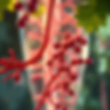 Mechanisms of Action of Resveratrol in the Body Illustration of the mechanisms of action of resveratrol in the body