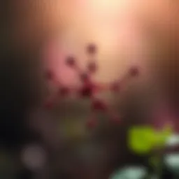 The molecular structure of resveratrol highlighting its chemical composition