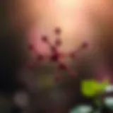 Understanding Resveratrol's Molecular Structure The molecular structure of resveratrol highlighting its chemical composition